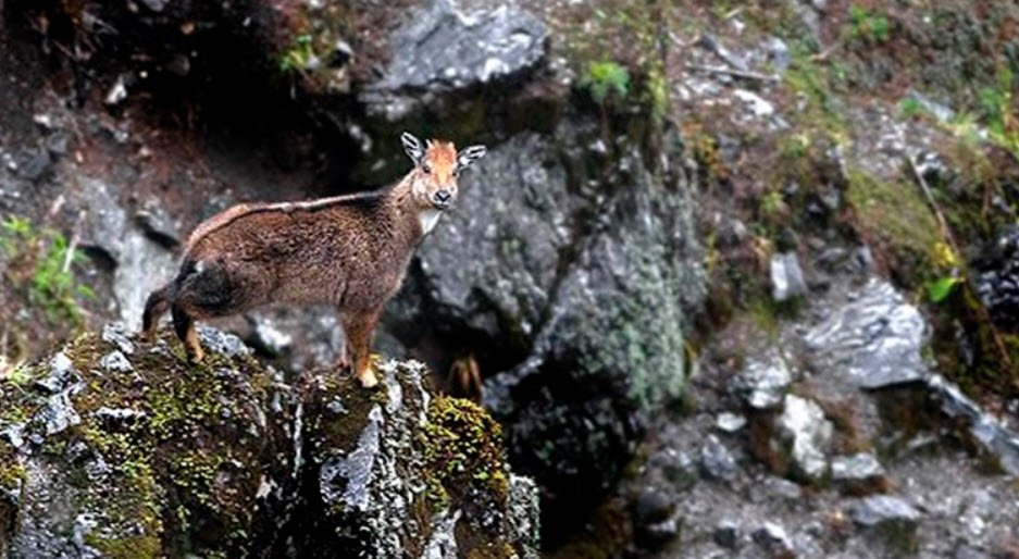 Pangolakha Wildlife Sanctuary, South Sikkim, Sikkim - Vushii.com